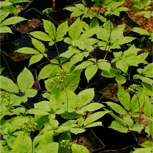 人参防入坑手册