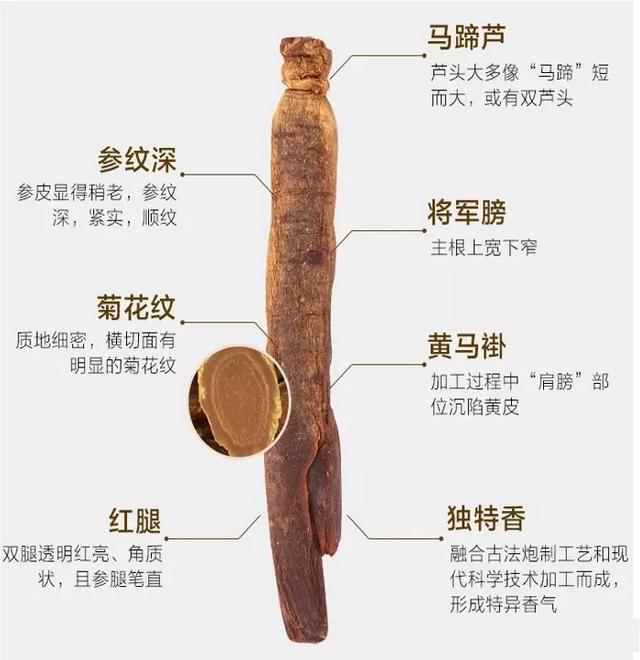 人参防入坑手册