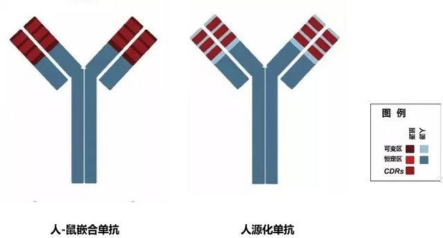 科学家经过研究发现用人源化的相应区域替换掉单克隆抗体的可变区和恒