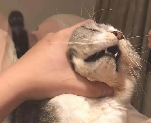 再生气,猫咪这些身体部位都不能打,个个都是"要害"!