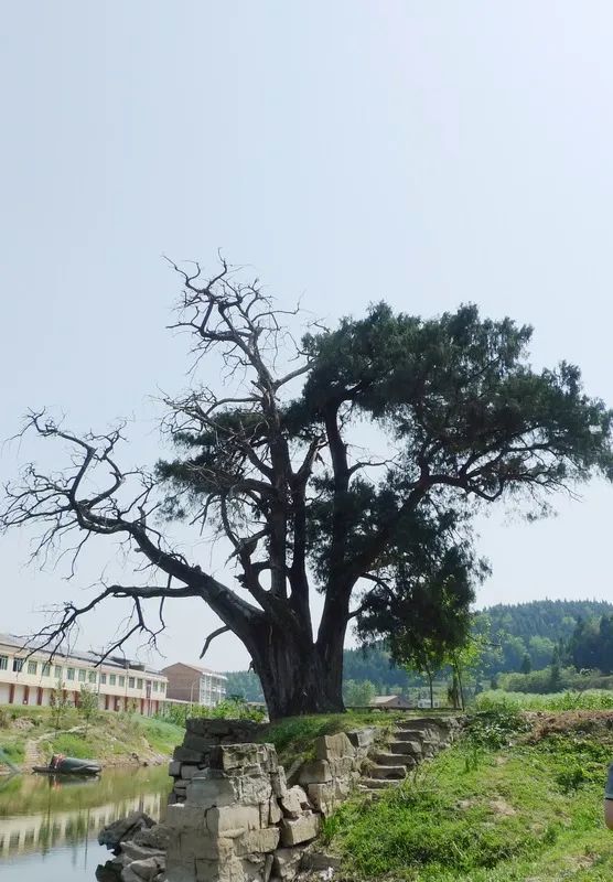 盐亭全县271株这些百年老树你见过哪几棵