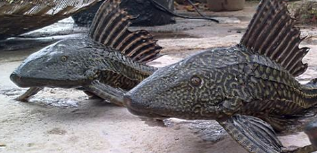 入侵物种清道夫靠吃残渣和腐质物为生为啥人们不吃光它