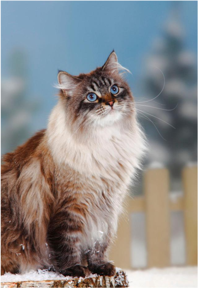 猫不可貌相这些大型猫居然是嘤嘤怪撒娇卖萌不输给小猫咪