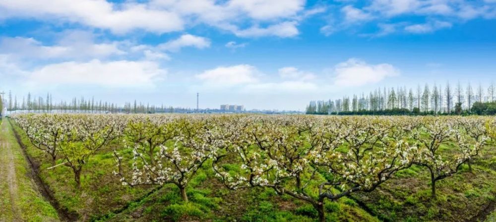 真甜石家庄这个古梨园火了99元采摘5斤快来尝鲜还有