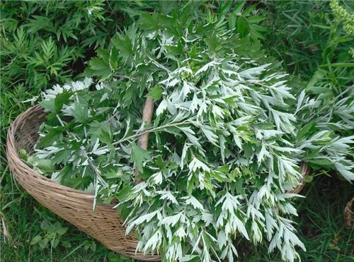 艾叶草能吃吗?