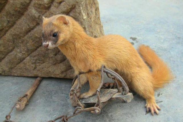 臭名昭著的黄鼠狼现在怎么很少看到了听听专家怎么说