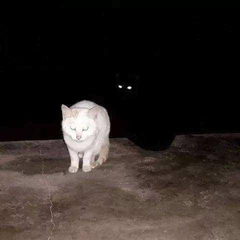 难怪这么少人养黑猫,太"吓人"了,让人难以接受