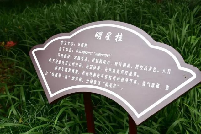 少儿公园的"明星桂"是杭州"上镜率"最高的桂花树,蝉联"杭城最早开花"