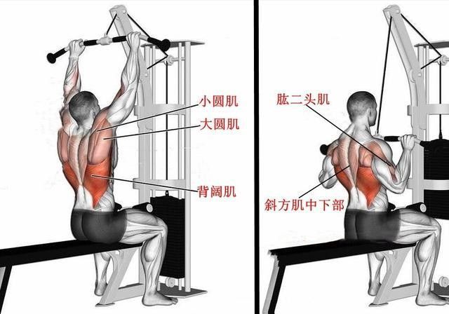 训练高位下拉选择4种不同的握距让你的背部肌肉更宽更厚