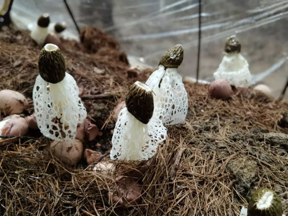 迎来丰收身穿洁白裙的竹荪一朵朵头带墨绿帽实兴乡下坝村林下竹荪种植