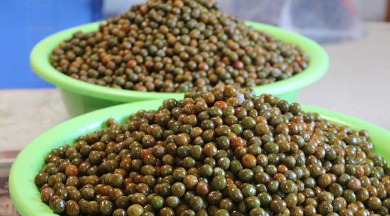 小小"鸡头米" 致富大产业