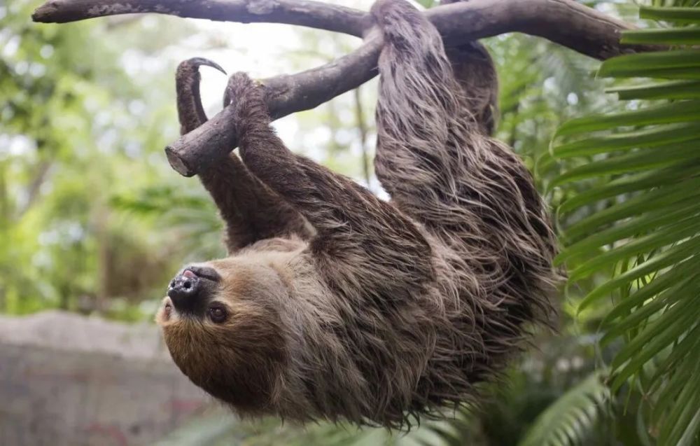 大多数树懒只需呆在树上吃一些树叶既能维持能量需求,甚至冬天的一些