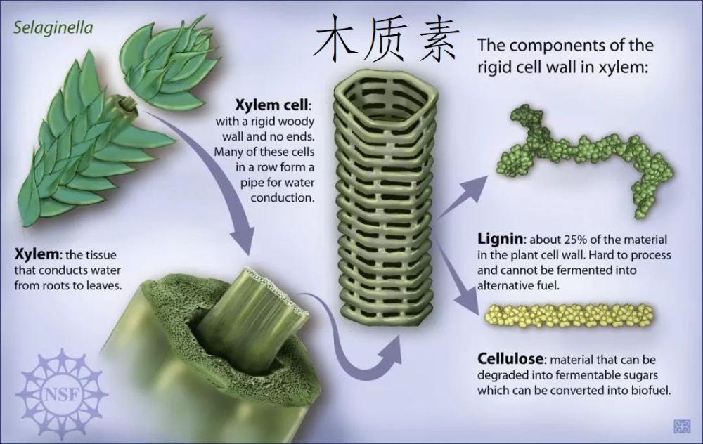 纤维素糖苷键图片