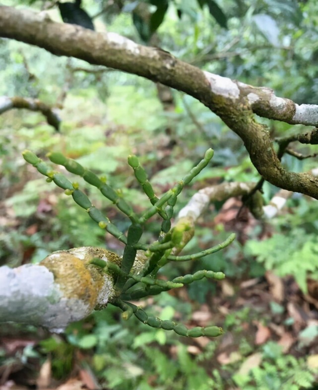 这种茶树上的螃蟹脚,以前当寄生草看,如今价值不菲,请珍惜