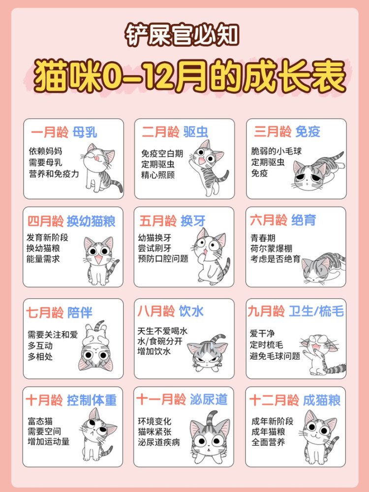 猫咪0-12的成长表