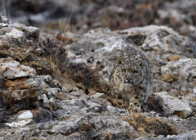 三江源发现一只雪豹,偷偷跑近羊群,岩羊并未被吓跑,照样吃草