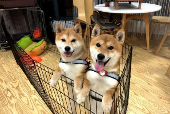 向往的两条狗怎么了泪痕明显没活力状态大不如前