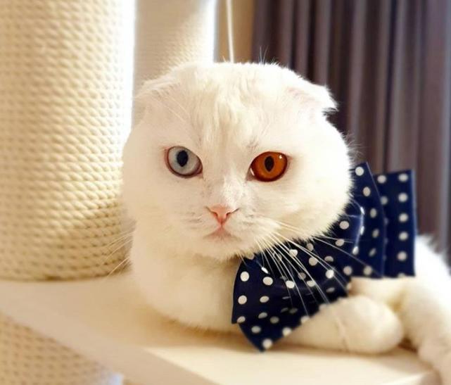 折耳猫异瞳太好看主人爱屋及乌又养它妹三姐妹都不跟她玩