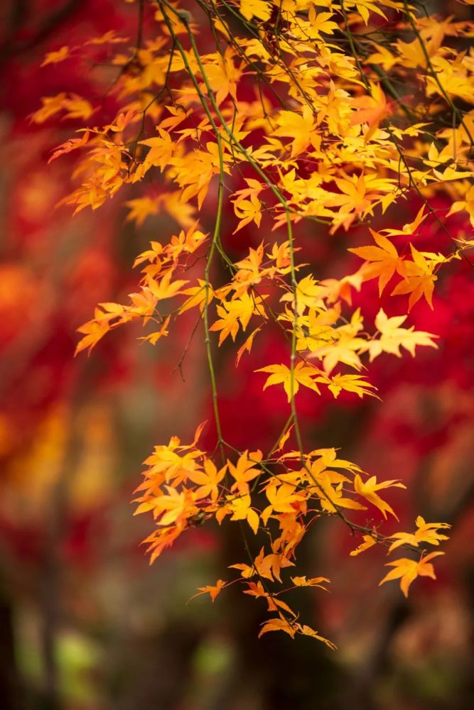 入秋后这里的景色就美翻了