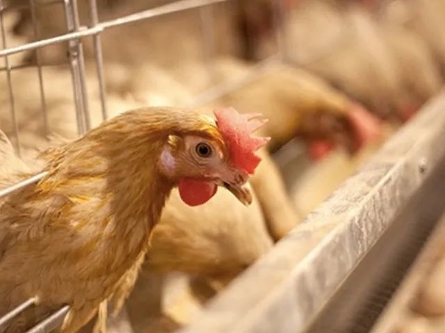 黄天鹅可以放心生食的鲜鸡蛋蛋白清蛋黄亮不腥不腻