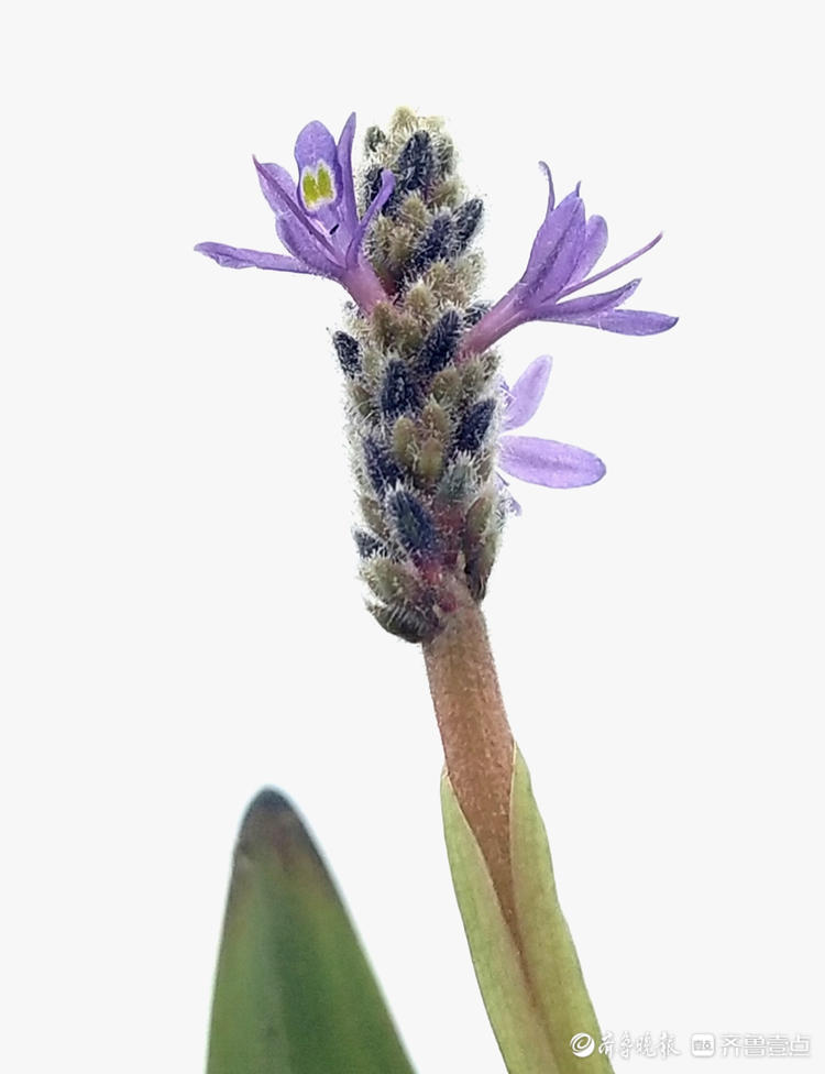 梭鱼草开花了色泽艳丽迷人