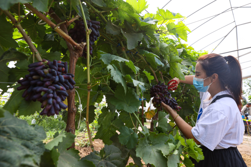 硕果飘香惹人醉北京号带您寻找秋日采摘好去处