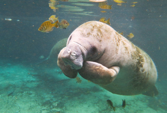 海牛或海猪:长相丑陋的生物,就不配成为美人鱼的原型吗?