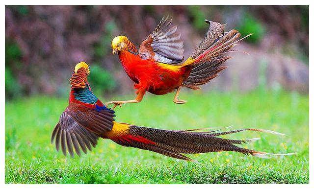 山西农民深山放羊发现"金凤凰",投喂4年,如今有意外惊喜