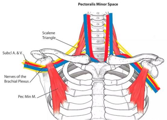 前斜角肌在我們的第1肋骨的上緣裡面,而臂叢神經,腋動靜脈剛好在鎖骨