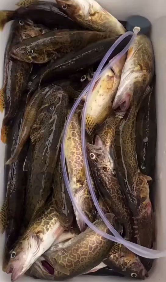 钓鱼破坏生态赣江鱼变多不少人一次钓几十斤网友彻底禁钓