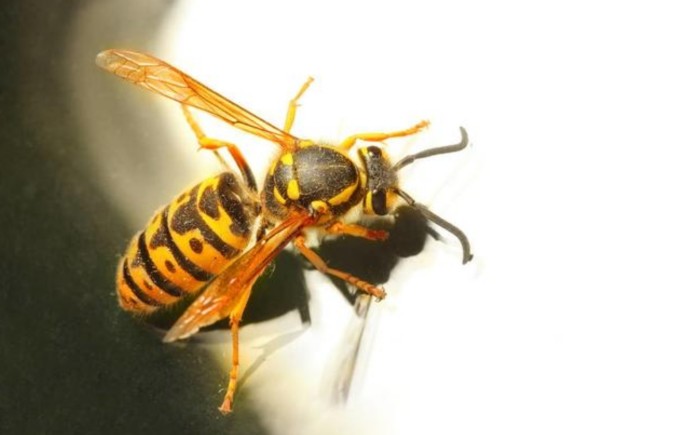 地雷蜂有多可怕浙江男子因它丧命发现时尸体还在被蜇