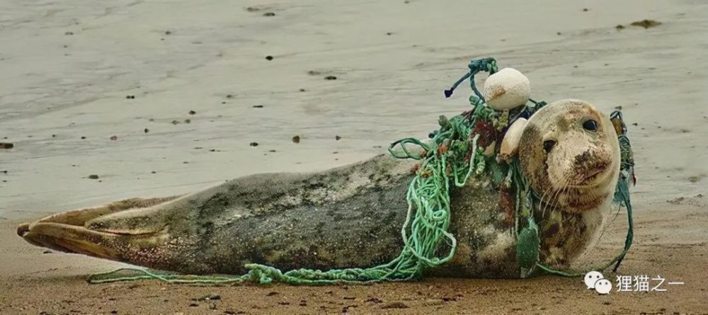 巨型海龟吞食6斤海洋垃圾死亡海洋垃圾对动物的影响有多恶劣