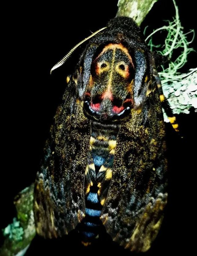世界上最恐怖的飞蛾图片