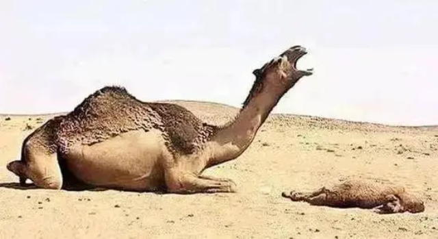 沙漠中死亡的骆驼不能碰到底是事实还是夸大骆驼能有啥危险
