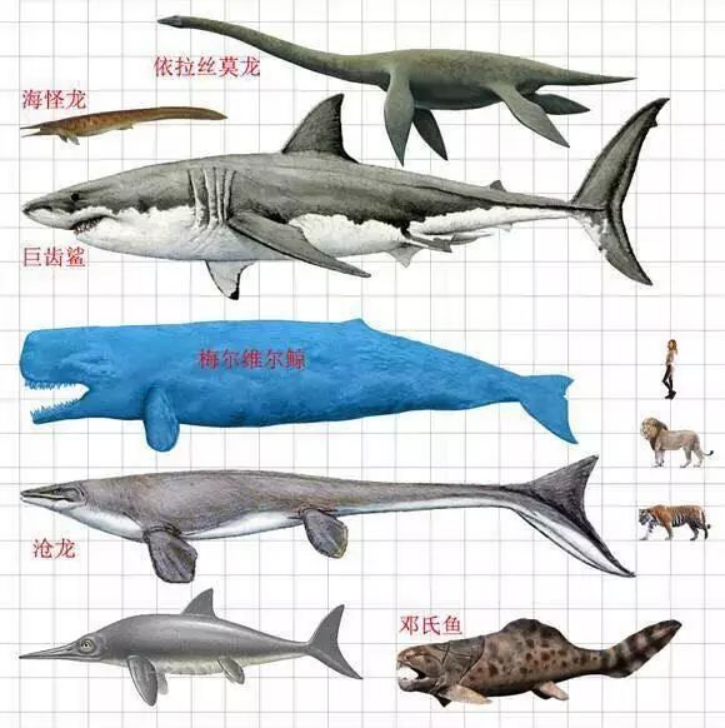 邓氏鱼vs虎鲸图片