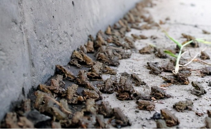 大地震前动物普遍异常,为何人类不用它们来预测?真没科学依据吗