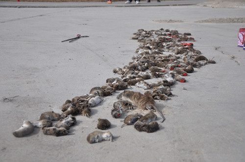 澳大利亚出现40年来最严重鼠灾10亿只老鼠泛滥攻占农场和粮仓