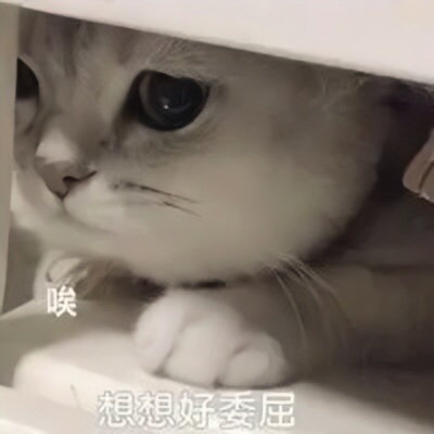 可爱猫猫表情包三退一步越想越委屈