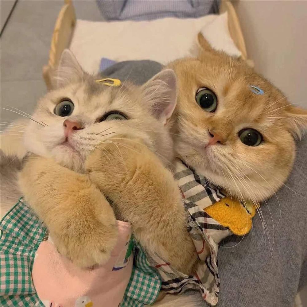 可爱猫猫表情包三退一步越想越委屈