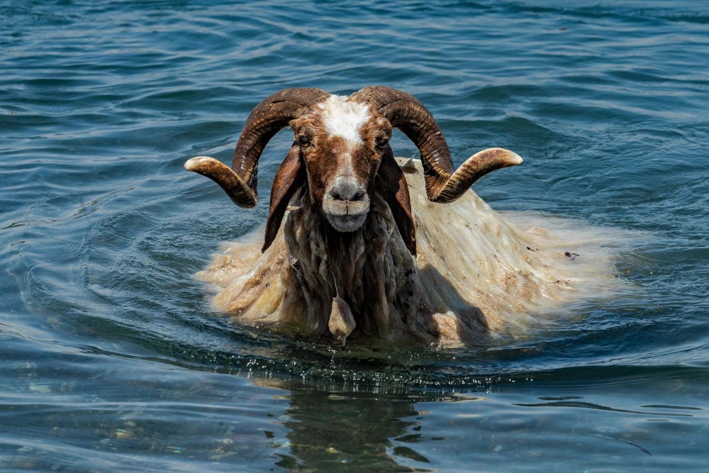 外代二线叙利亚炎炎夏日