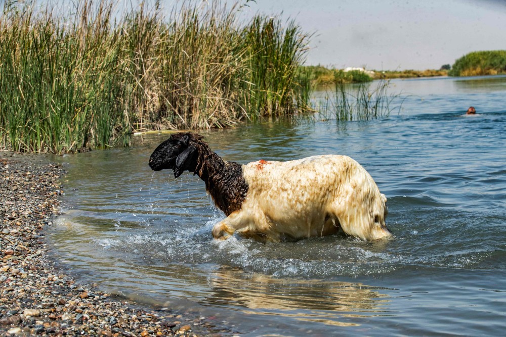 外代二线叙利亚炎炎夏日