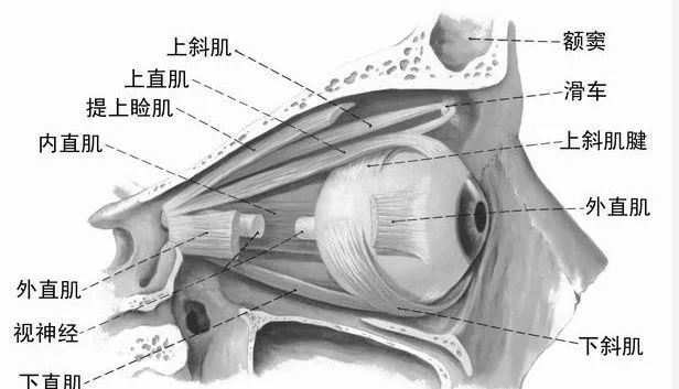 一,转眼球