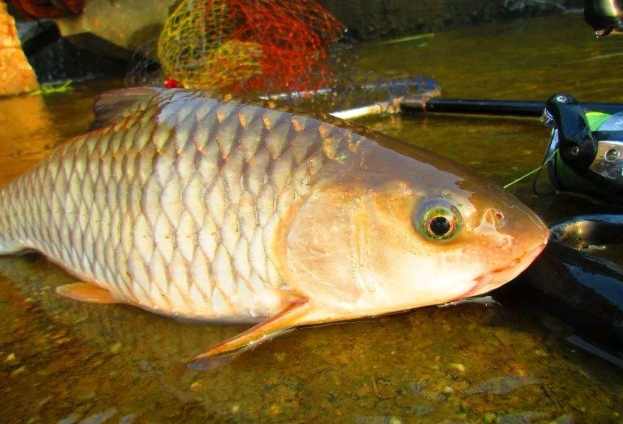 只因軍魚愛吃肉食,並且基本都是吃活物,而垂釣軍魚