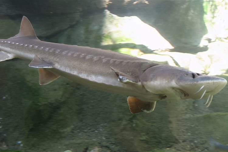 鱼儿的天堂三峡大坝已蓄水近20年如今这里最大的鱼有多大