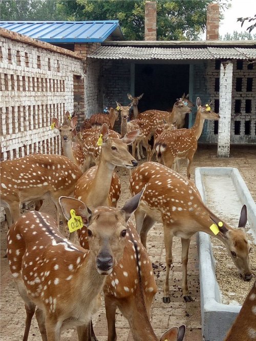 达成村党支部书记苏宝丰告诉记者,达成鹿场是2018年用扶贫资金建立