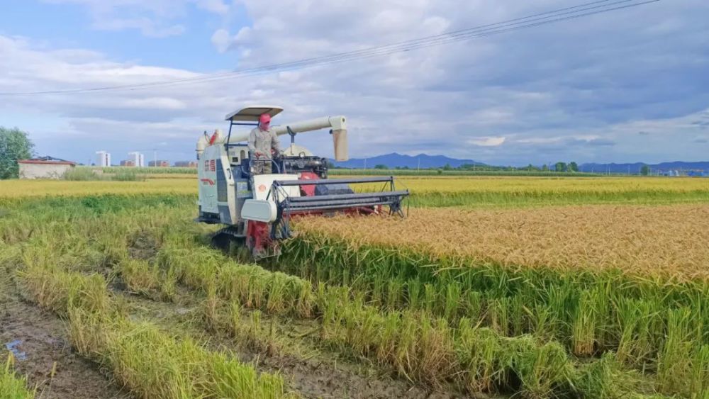稻谷黄收割忙
