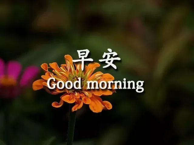 最美最温馨的早安问候祝福语动态图片,早上好短信问候祝福语