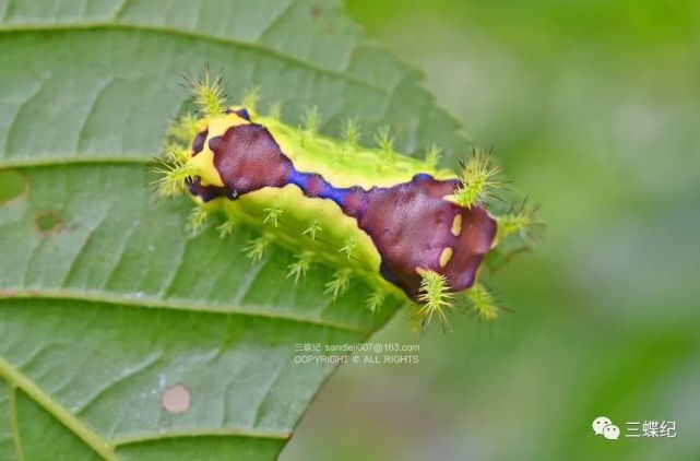 青岛崂山的毛毛虫们