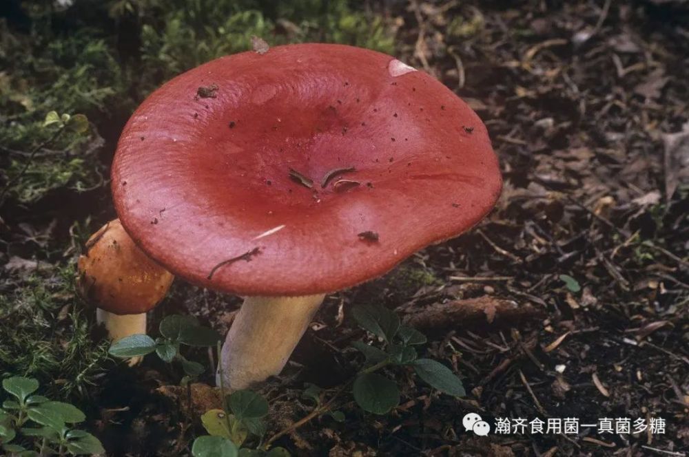 "食用菌"的药用价值_腾讯新闻