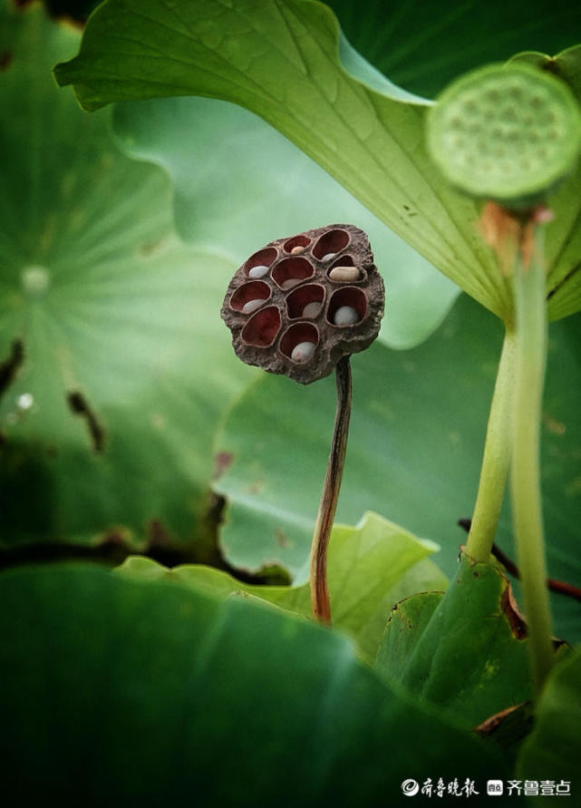 晨起"湖"拍,莲蓬露出各种"表情"